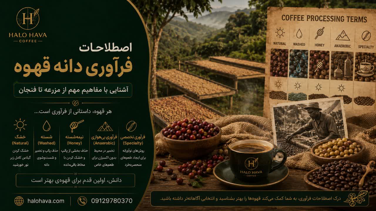 اصطلاحات فرآوری دانه قهوه