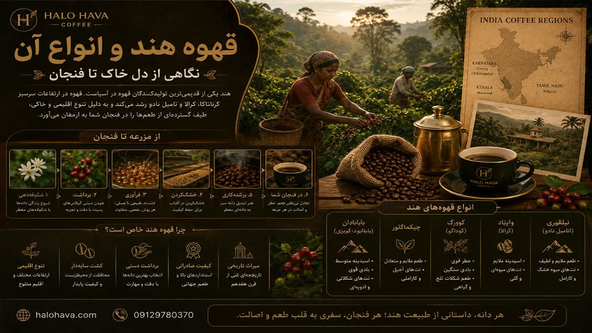 قهوه هند و انواع آن: نگاهی از دل خاک تا فنجان